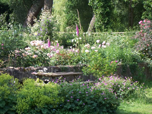 Garden in Summer