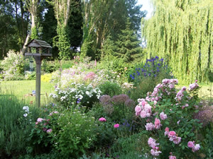 Garden in Summer