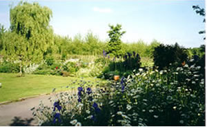 Garden in Summer